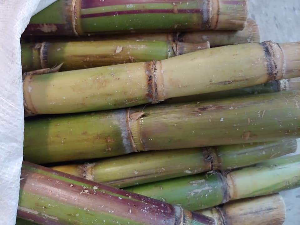 Fresh Sugar cane