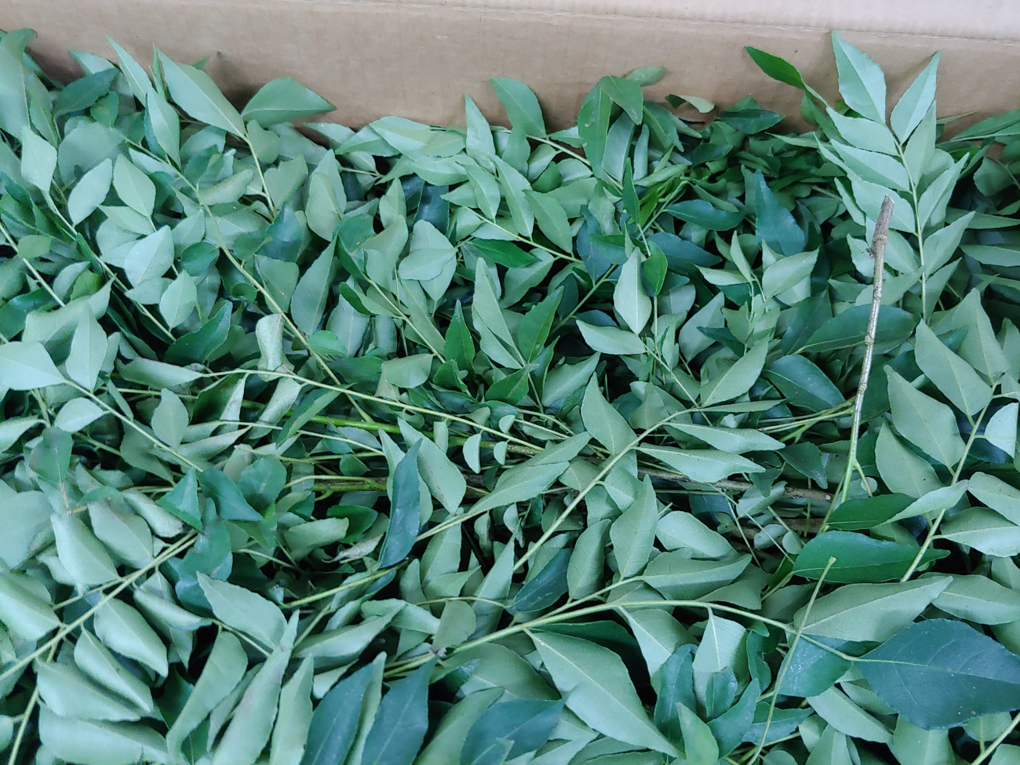 Fresh Indian Curry Leaves
